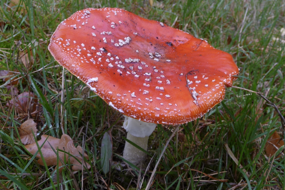 Vliegenzwam - Schimmels - 