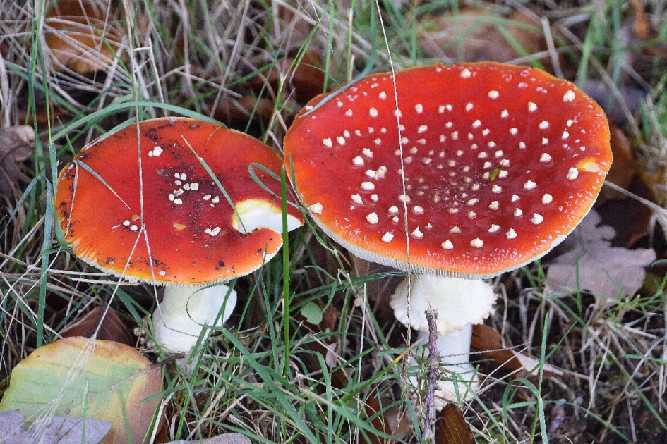 Vliegenzwammen - Schimmels - 