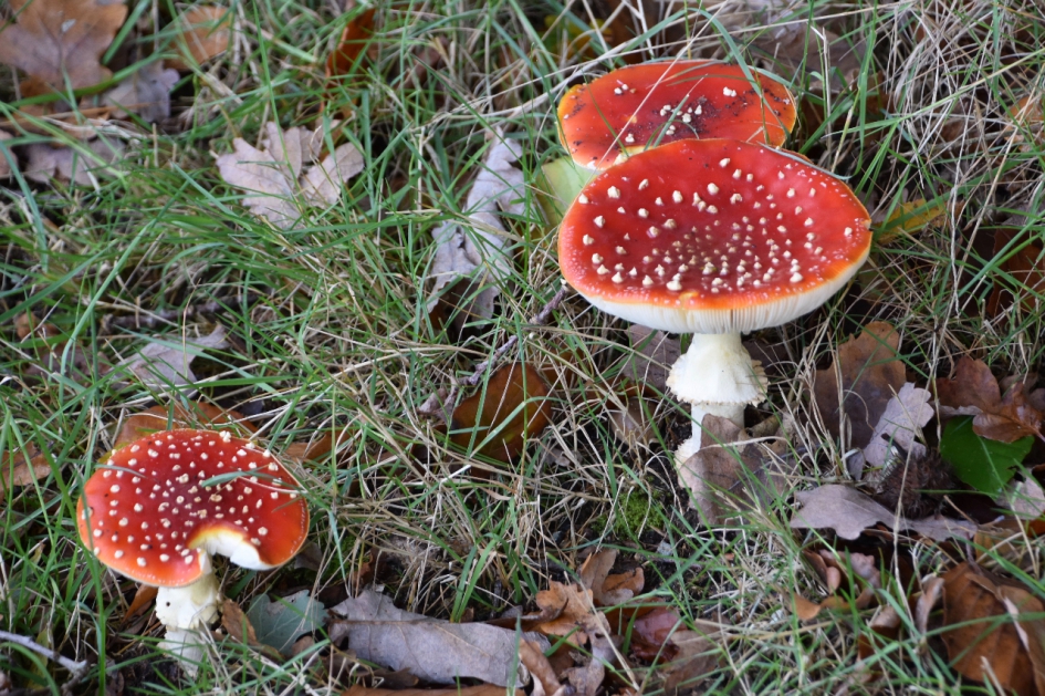 Vliegenzwammen - Schimmels - 