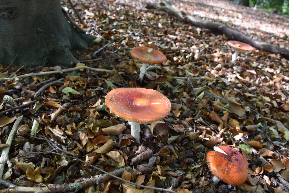 Vliegenzwammen - Schimmels - 