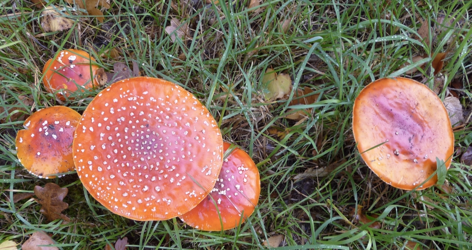 Vliegenzwammen - Schimmels - 