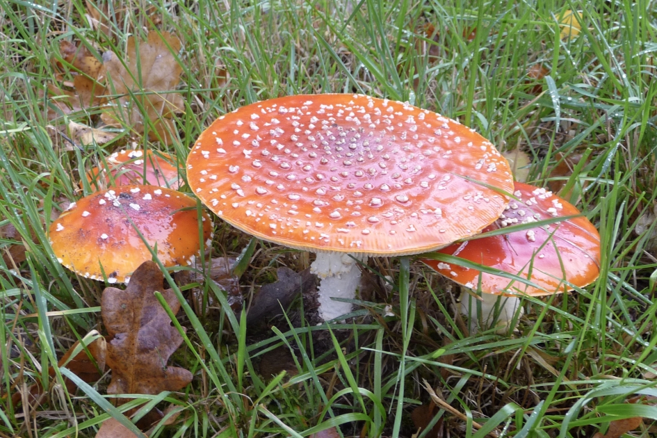 Vliegenzwammen - Schimmels - 