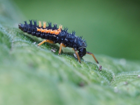 Volgend jaar een lieveheersbeestje?