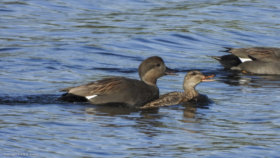 Voorjaarsprikkelen - Vogels - Krakeend