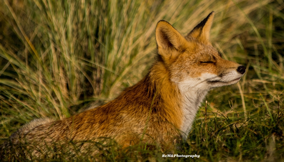 Vos. - Zoogdieren - Vos.