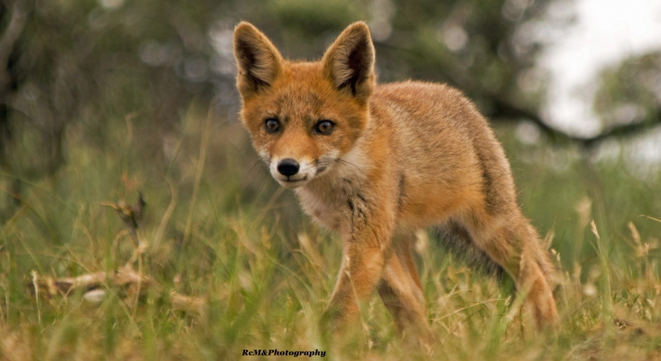 Vos welpje. - Zoogdieren - Vos.