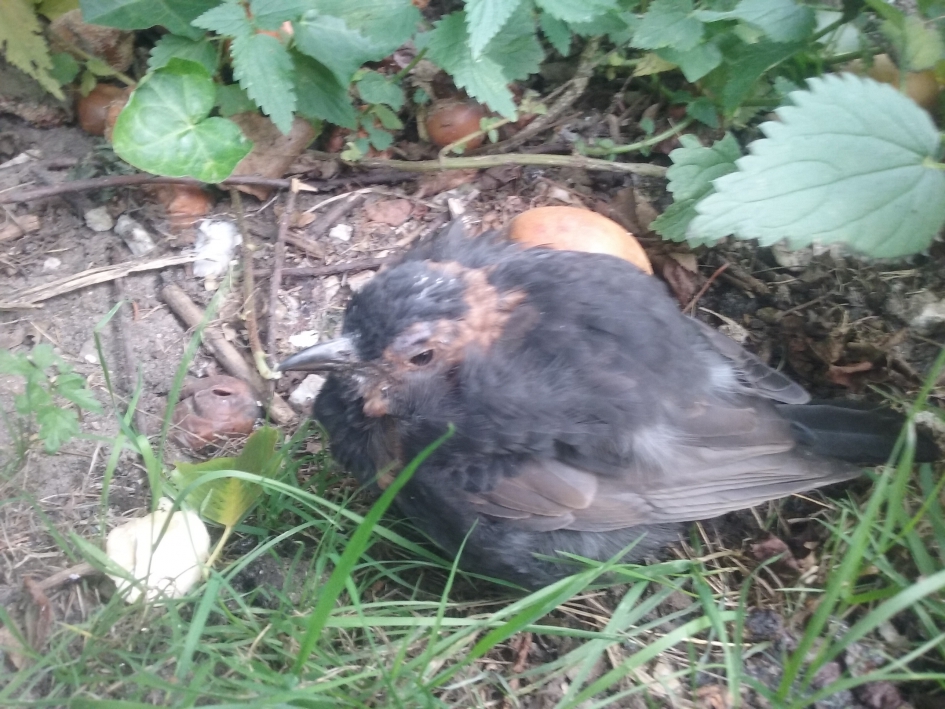 Vredig einde van 'mijn' merel - Vogels - merel