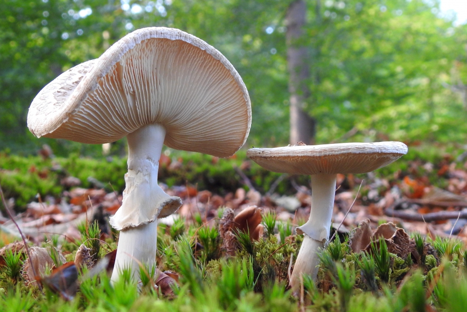 Vrolijke hoedjes - Schimmels - Gele knolamaniet