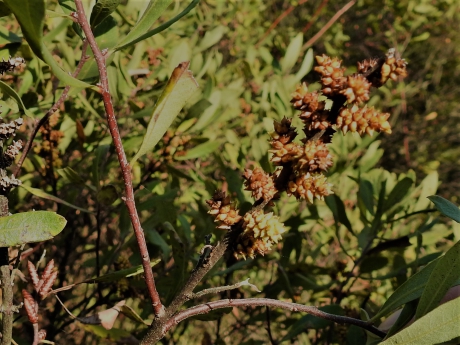 Vruchten van de Gagel