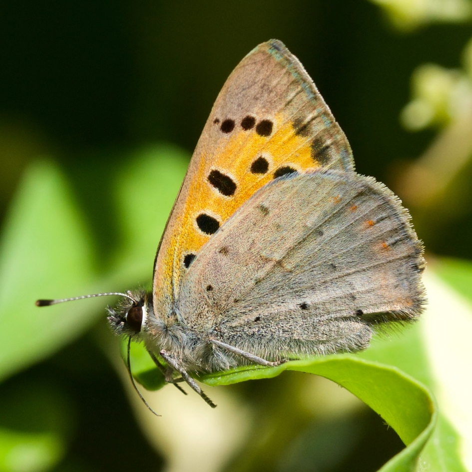 Vuurvlindertje - Geleedpotigen - 