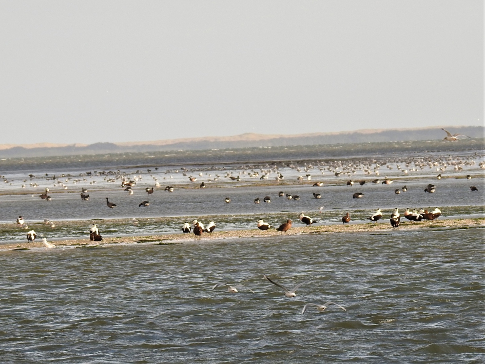 Wadplaten vol met vogels - Weer en landschap - 