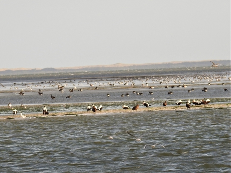 Wadplaten vol met vogels