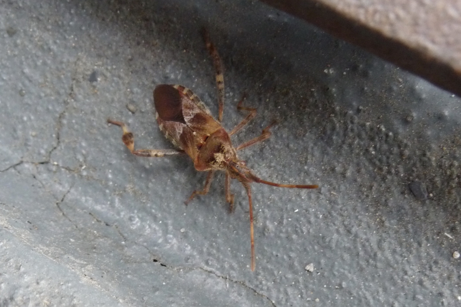 Bladpootrandwants ? - Geleedpotigen - 