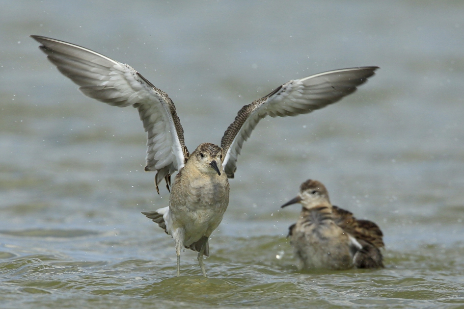 Wassende Kemphaan - Vogels - Kemphaan