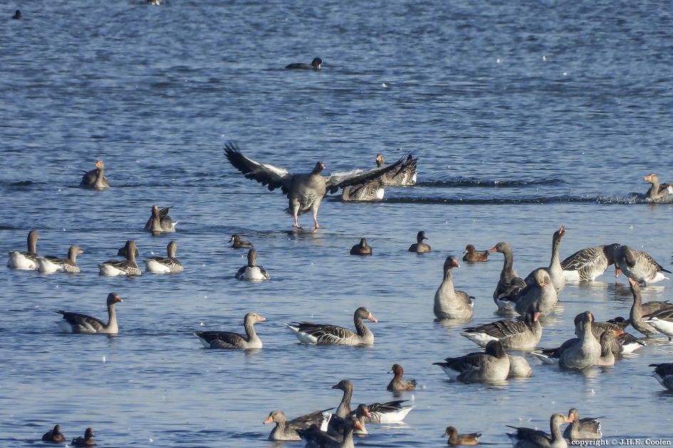 Waterlanding - Vogels - Grauwe gans
