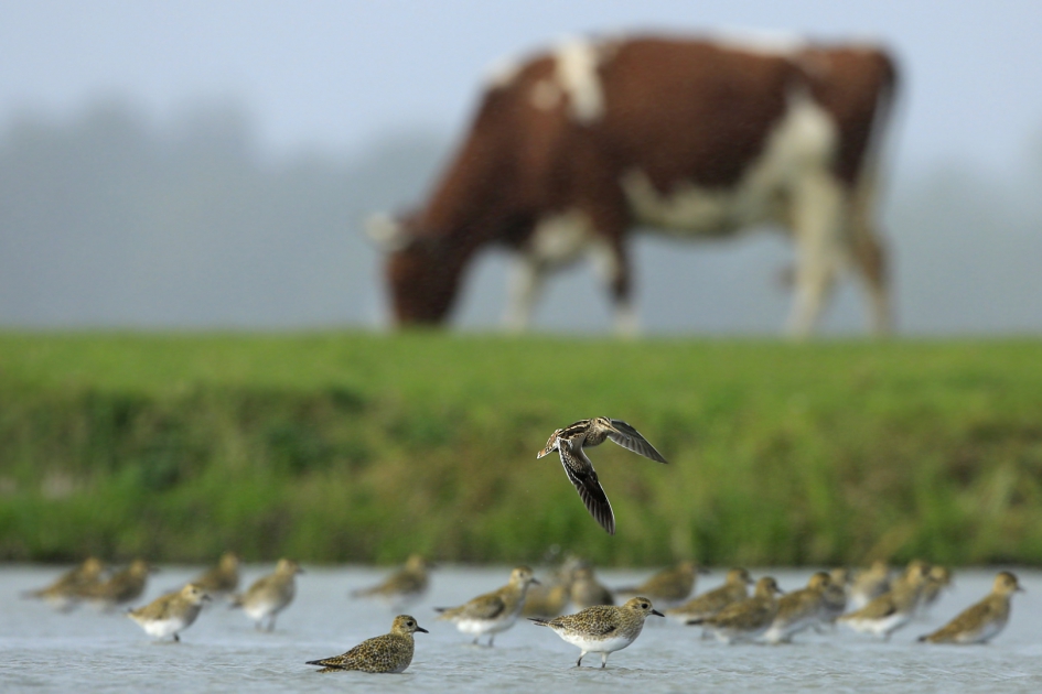 Watersnip - Vogels - Watersnip