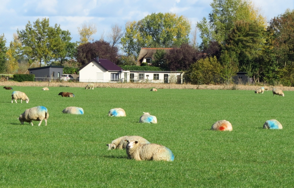 We staan er weer gekleurd op ! - Zoogdieren - 