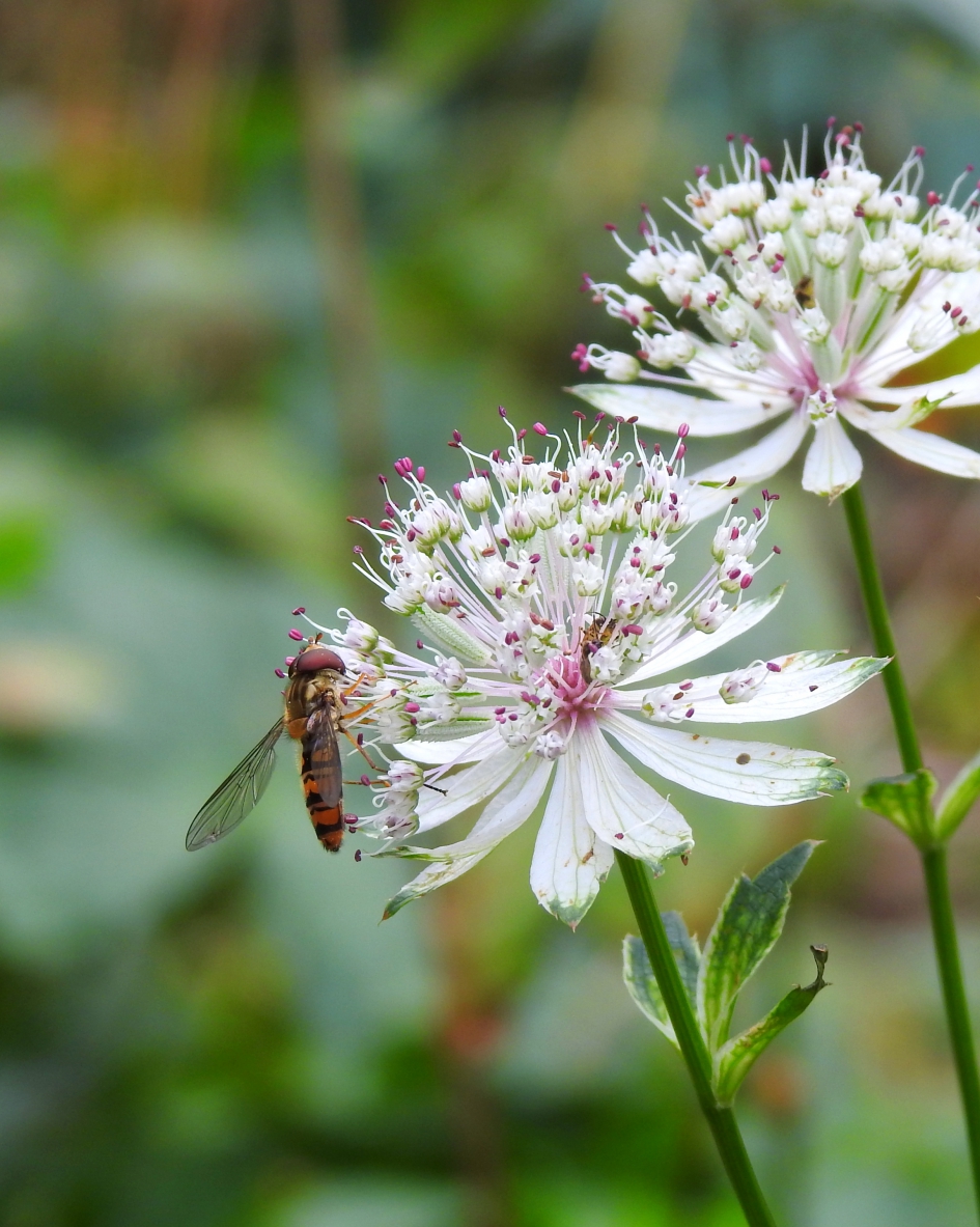 Weer in bloei - Planten - Zeeuws knoopje