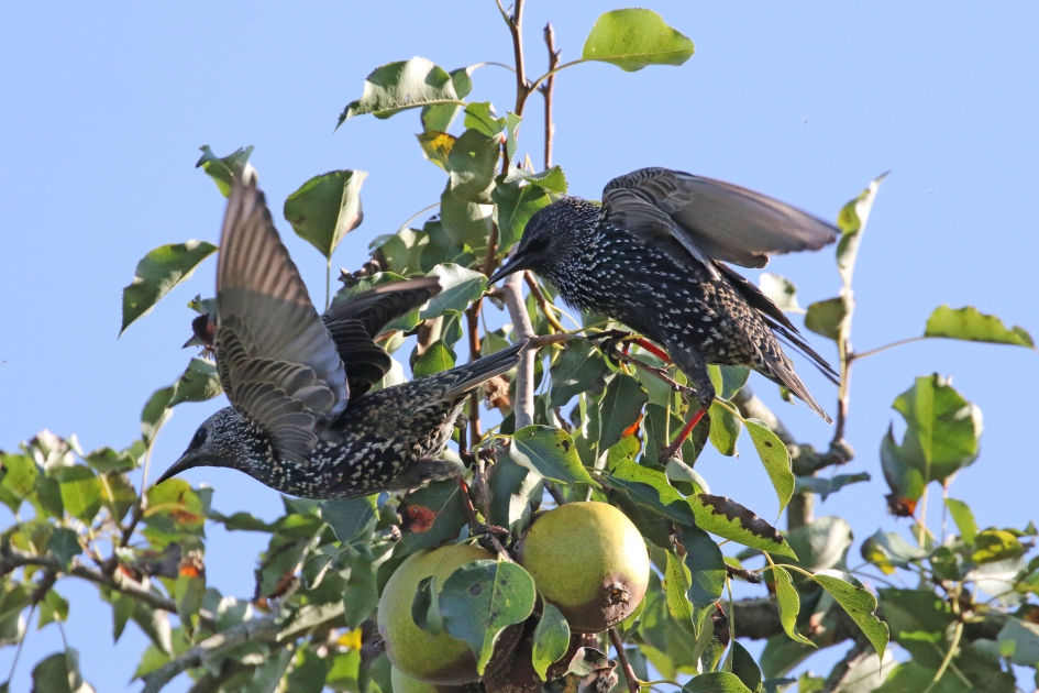 Wegwezen. Mijn peren.. - Vogels - Spreeuwen