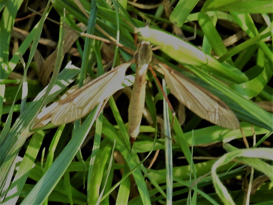 Weide langpootmug - Geleedpotigen - Weidelangpootmug