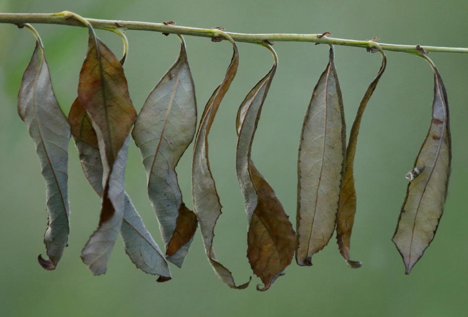 wilgenbladeren - Planten - 
