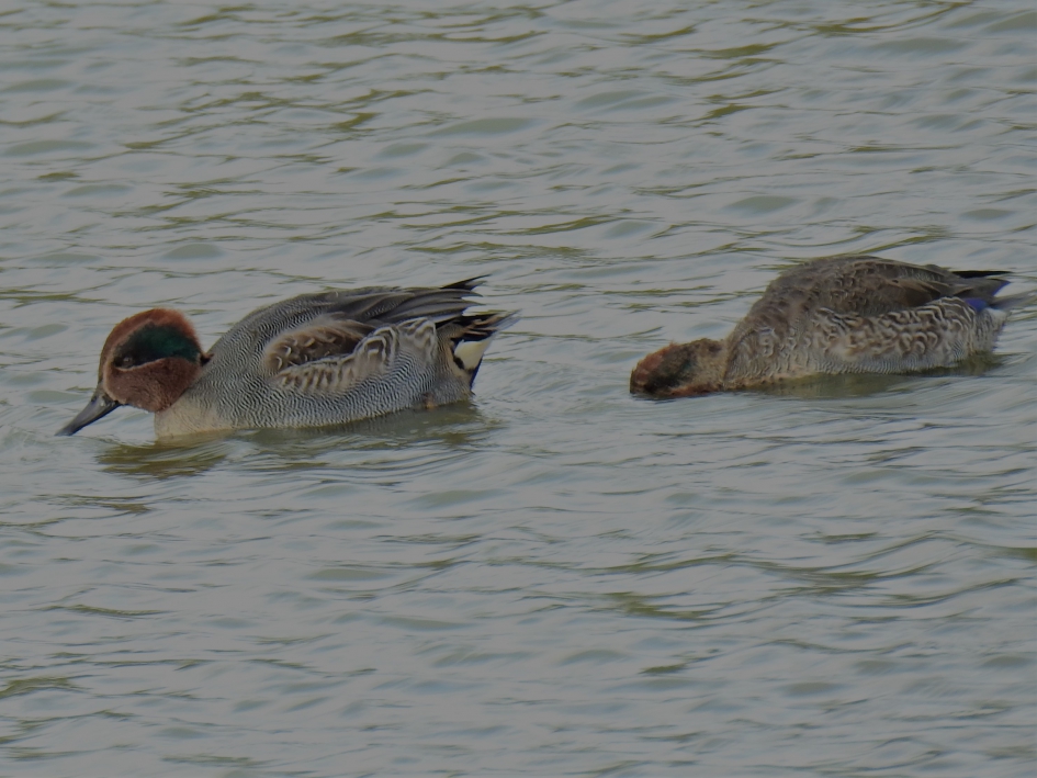 Wintertalingen - Vogels - Wintertaling
