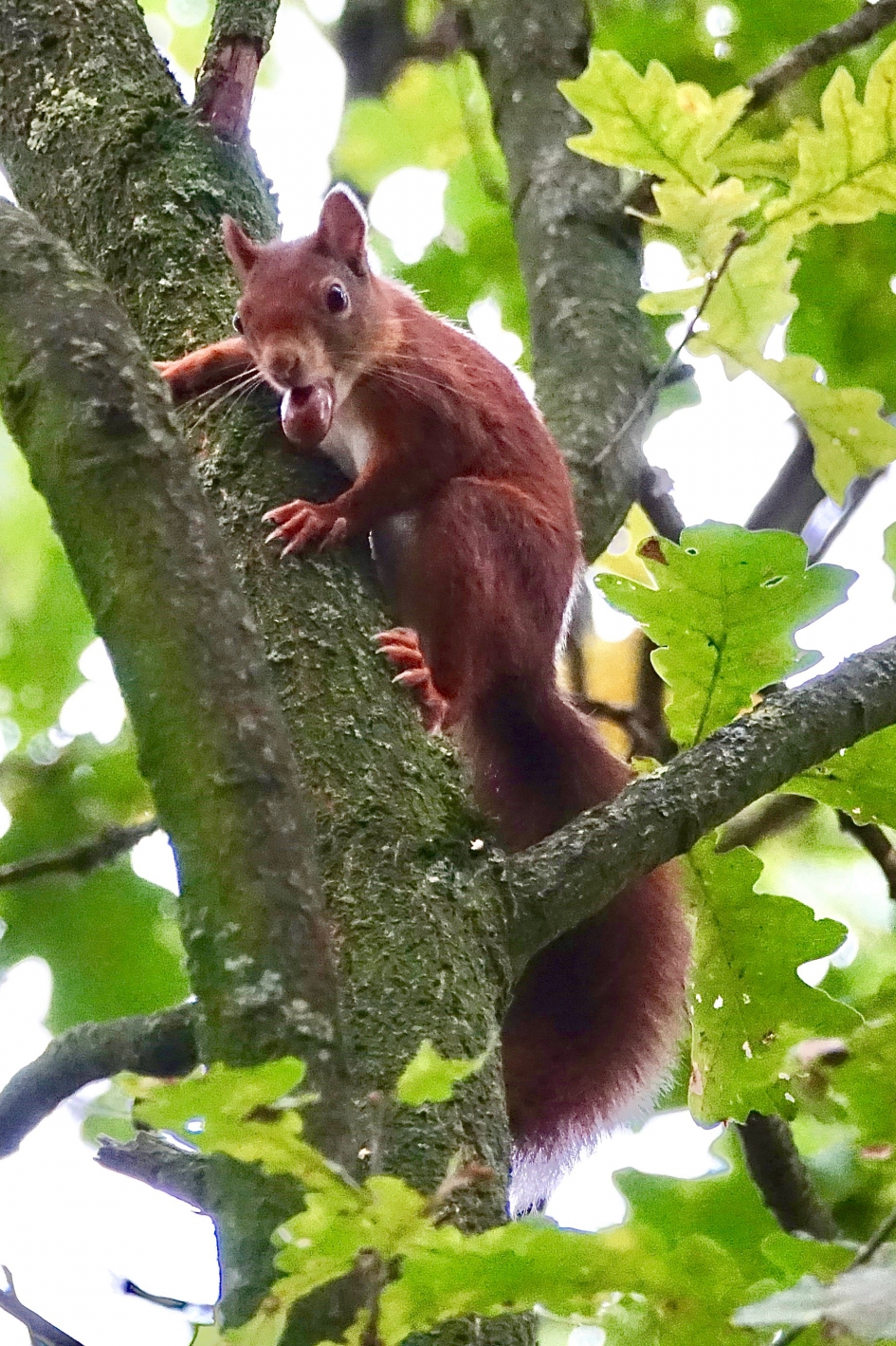 Wintervoorraad verzamelen - Zoogdieren - Eekhoorn
