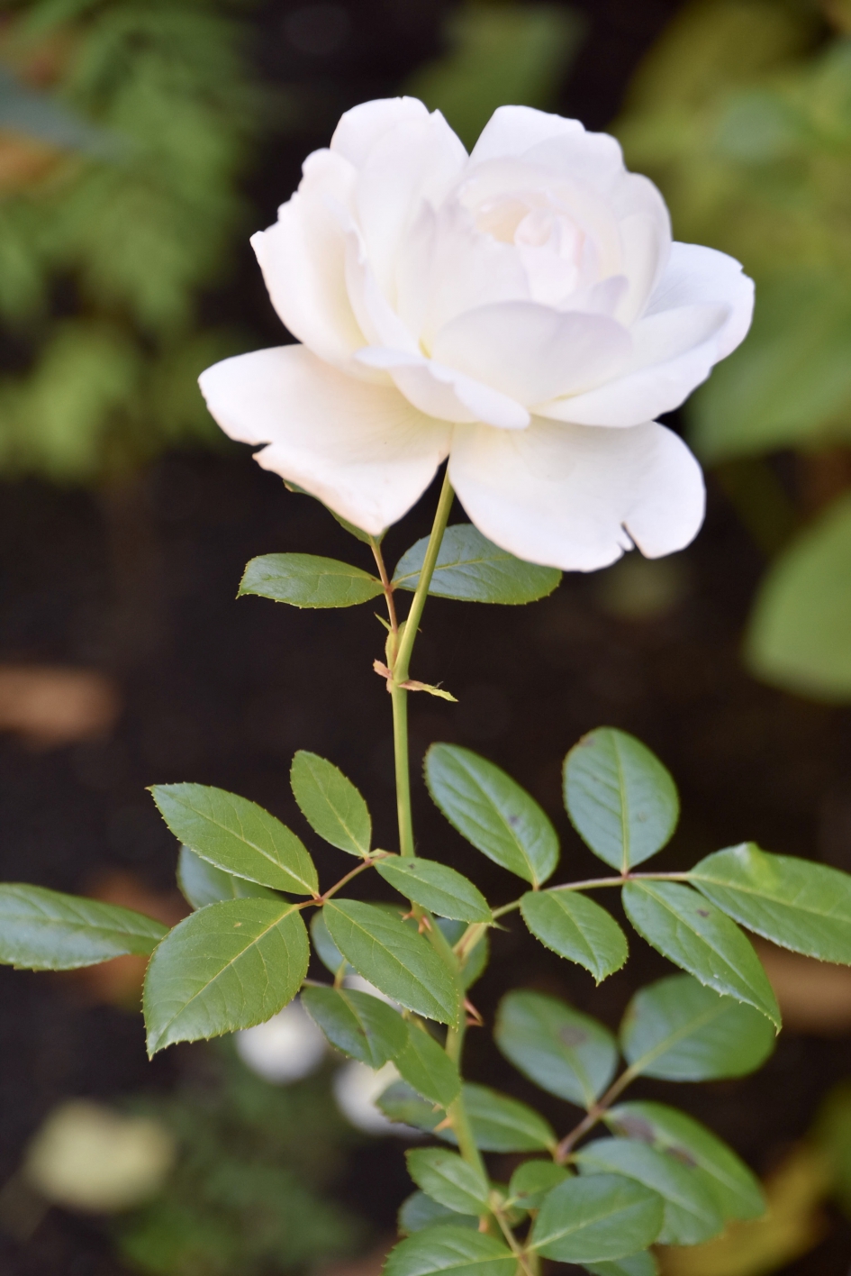 Witre roos - Planten - 