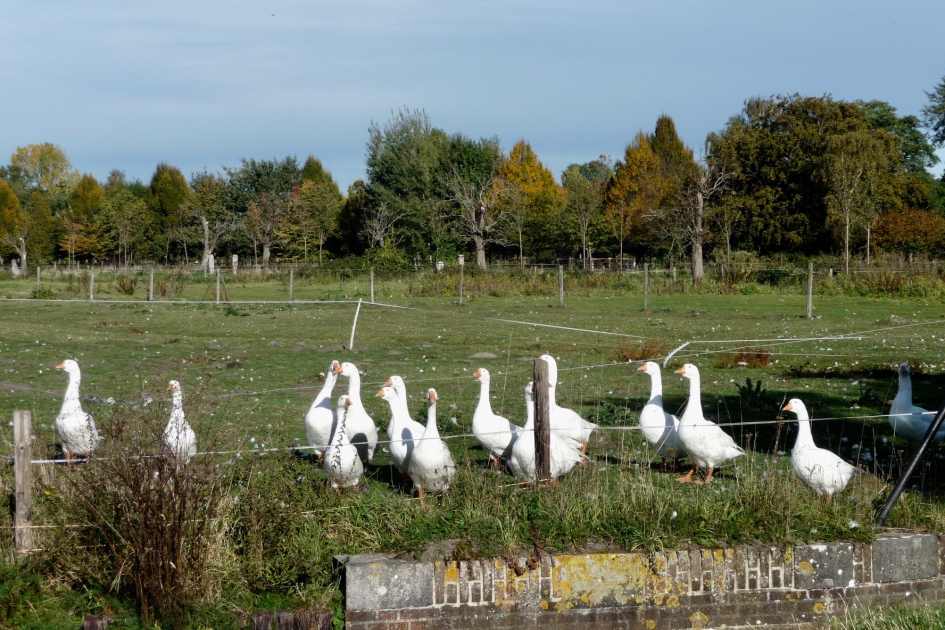 Witte ganzen - Vogels - 