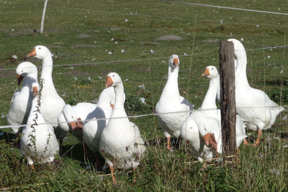 Witte ganzen - Vogels - 