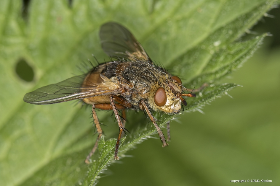 Woeste sluipvlieg - Geleedpotigen - Woeste sluipvlieg