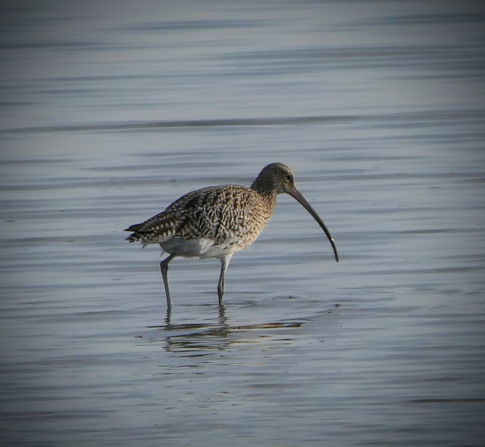 Wulp - Vogels - Wulp