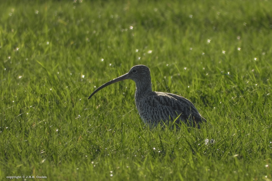 Wulp - Vogels - Wulp