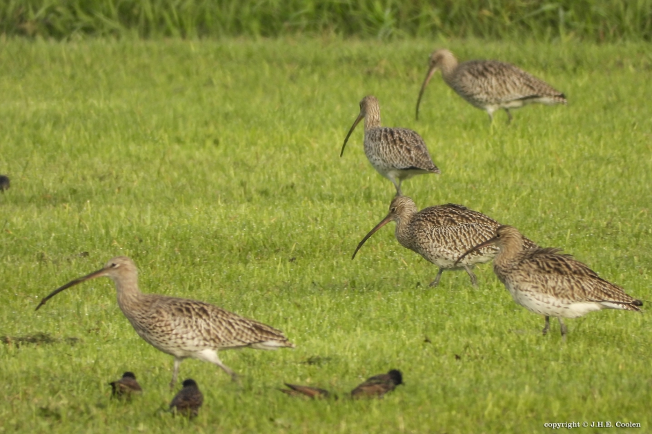 Wulpen - Vogels - Wulp