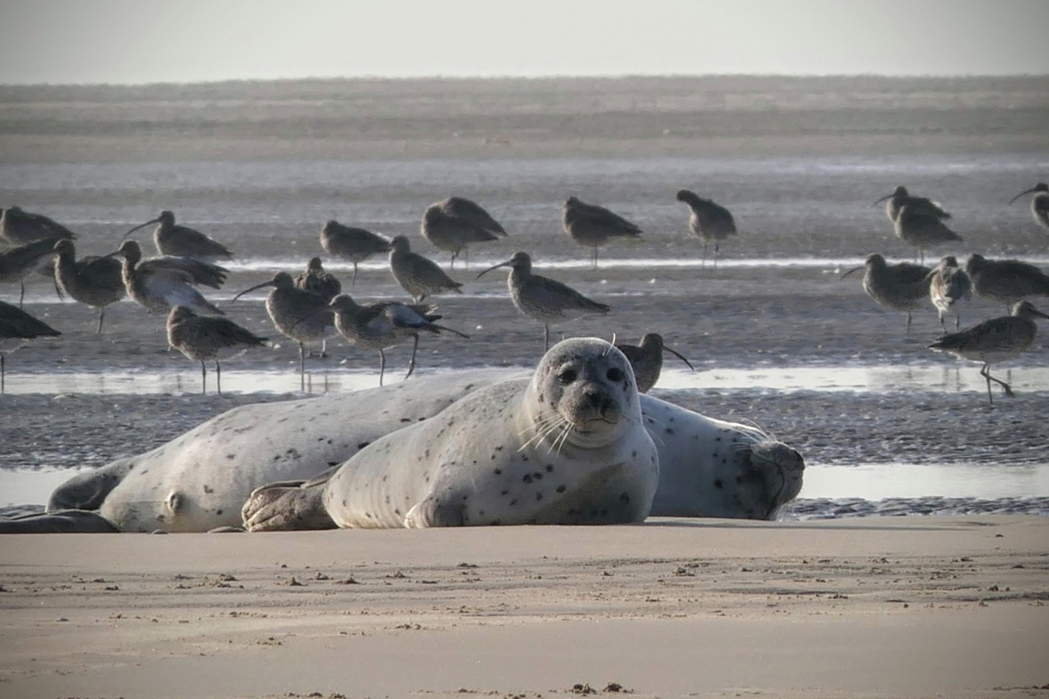 Zeehonden en wulpen - Zoogdieren - Zeehonden