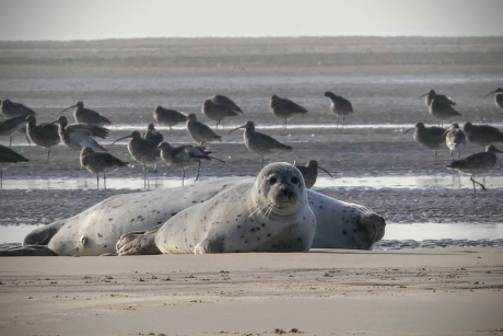 Zeehonden en wulpen