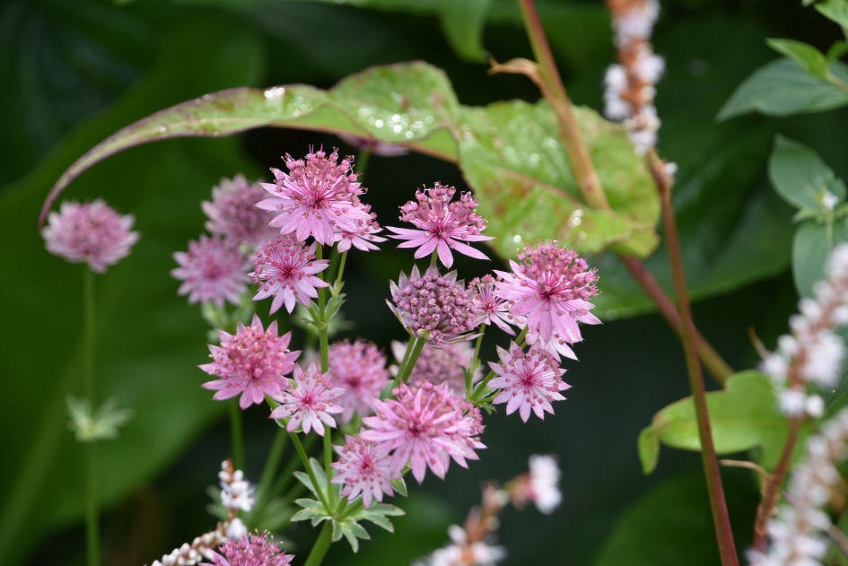 Zeeuwse knoop - Planten - 