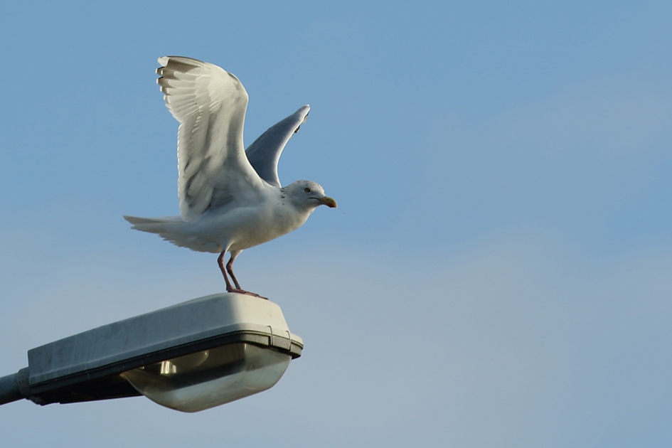 zilvermeeuw -adult- - Vogels - 