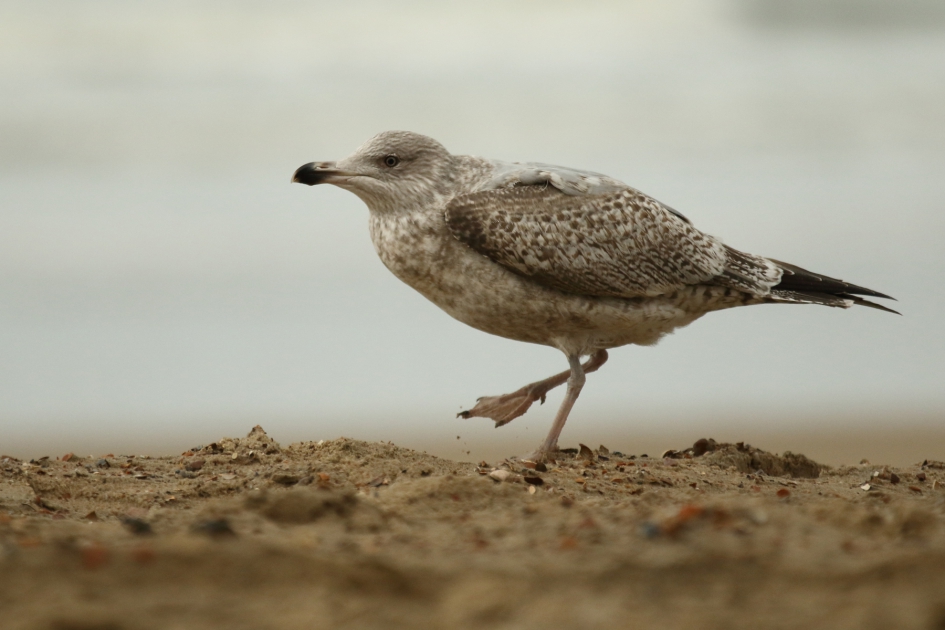 zilvermeeuw aan de wandel - Vogels - zilvermeeuw