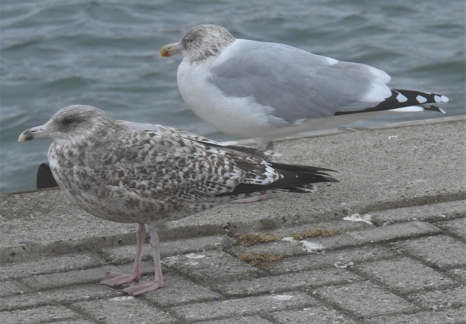 Zilvermeeuwen in eerste en derde winterkleed - Vogels - Zilvermeeuw