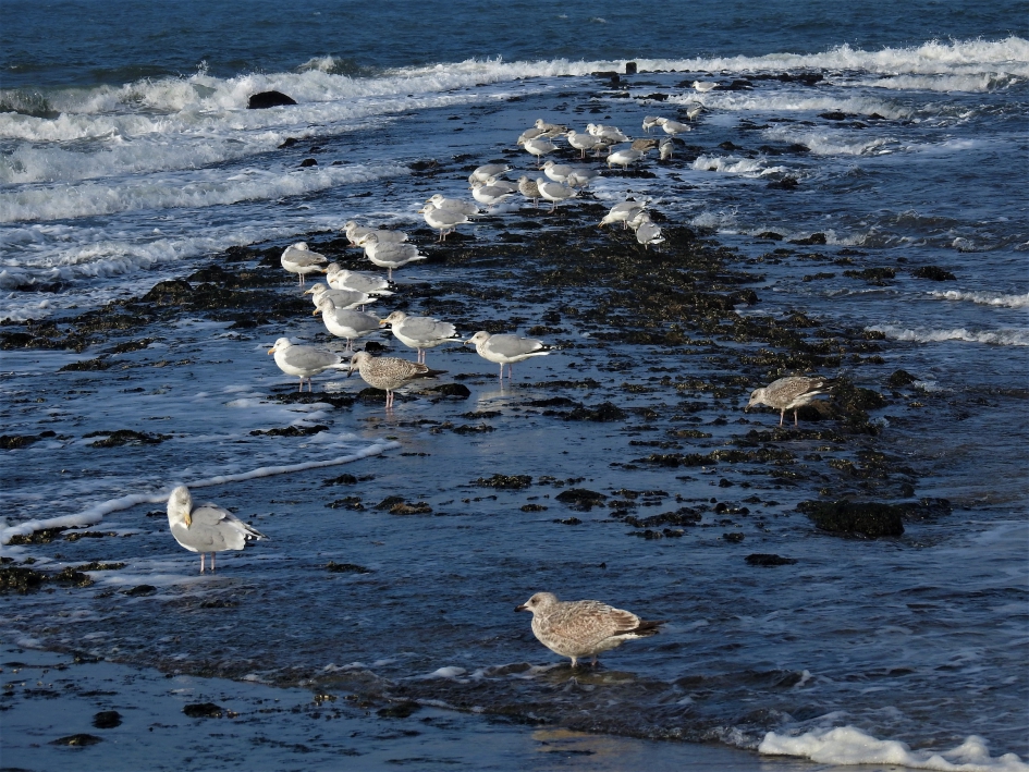 Zilvermeeuwen op een pier - Vogels - Zilvermeeuw