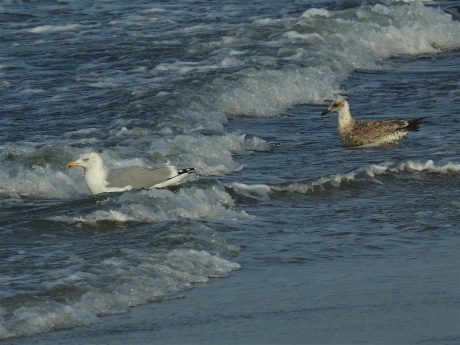 Zilvermeeuwen op jacht in de branding