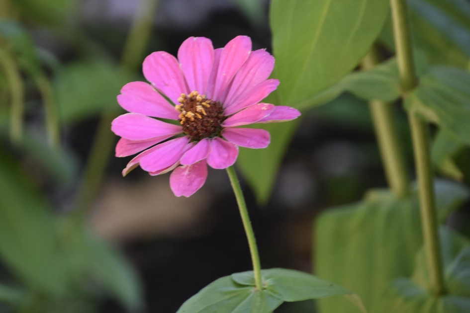 Zinnia - Planten - 