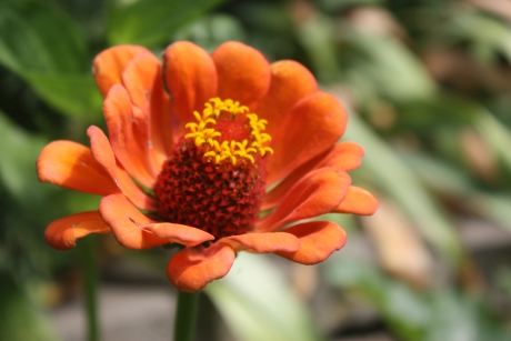Zinnia