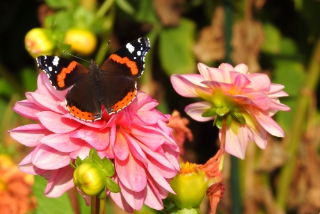 Zolang er Dahlia's zijn....