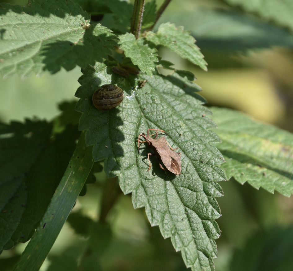 Zuringwants en slak - Geleedpotigen - 