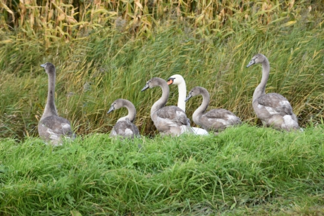 Zwanen familie naast de weg