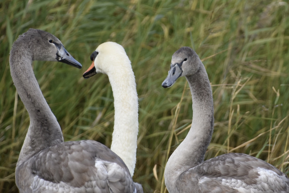 Zwanen gezin - Vogels - 