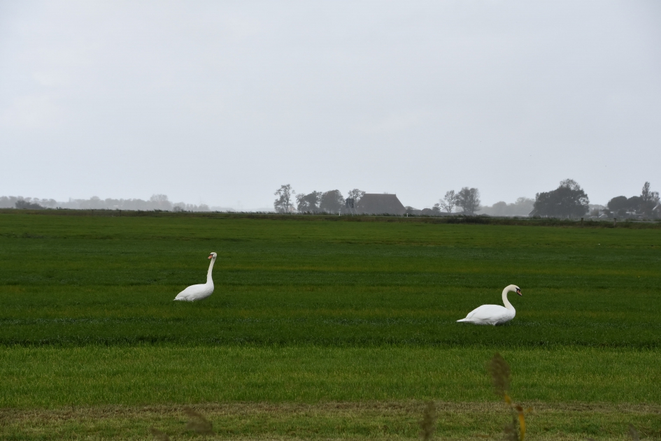 Zwanen in het Friese land - Vogels - 