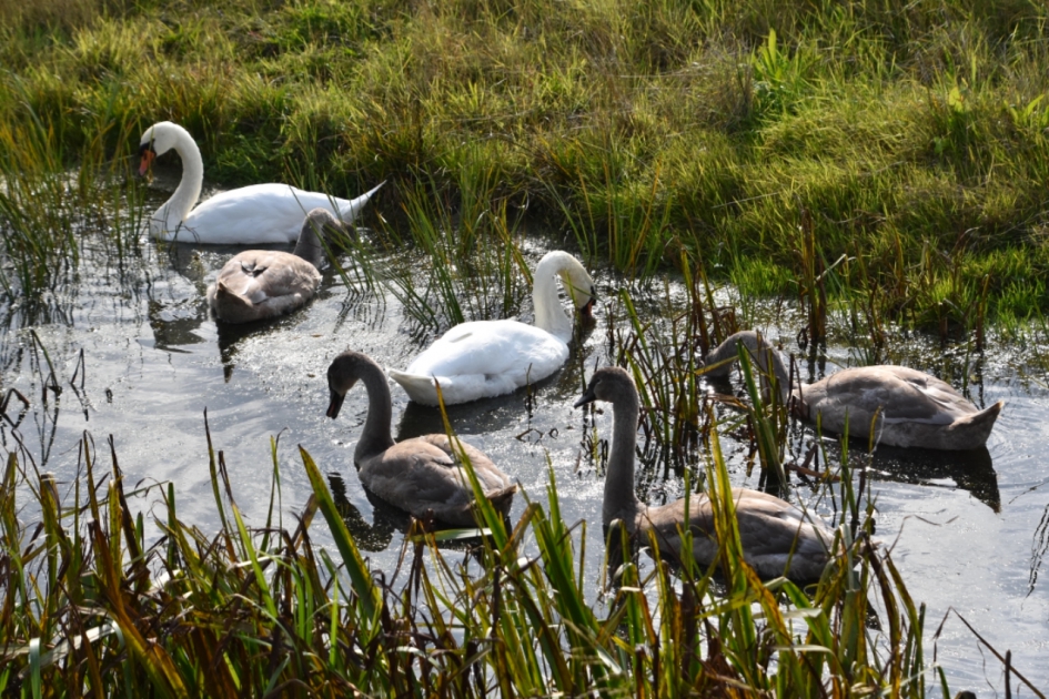 ZwanenfamIlie - Vogels - 